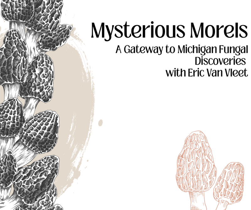 mysterious morels.png